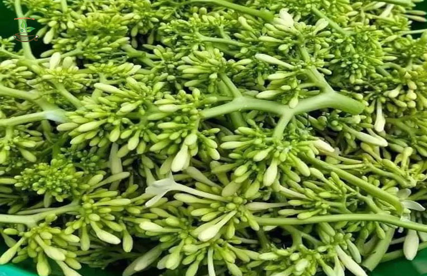 ăn hoa đu đủ đực xào tỏi