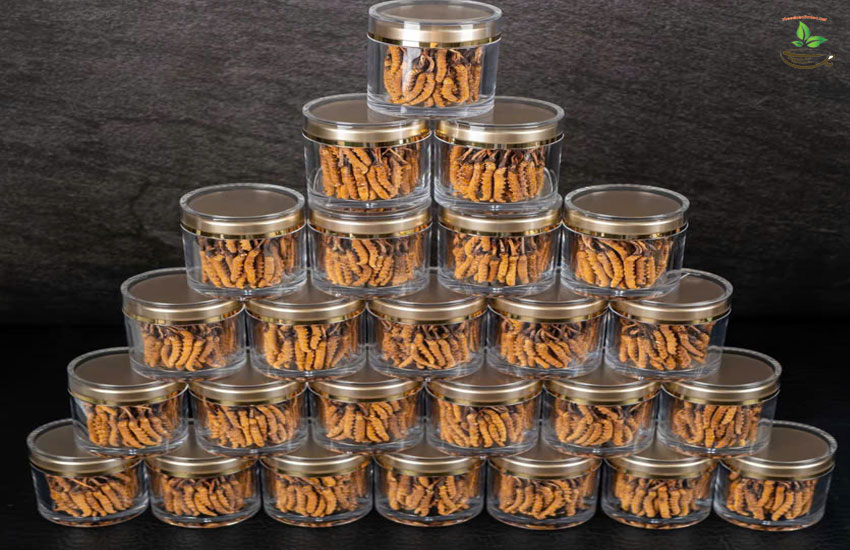 đông trùng quà tăng cao cấp