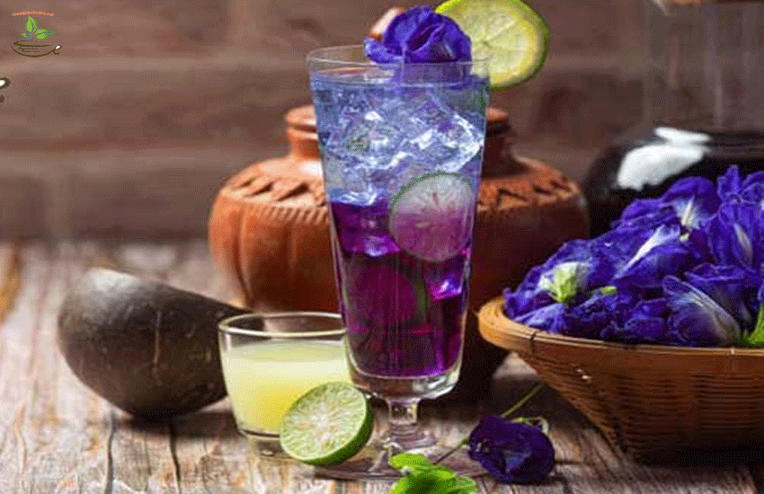 địa chỉ bán hoa đậu biếc