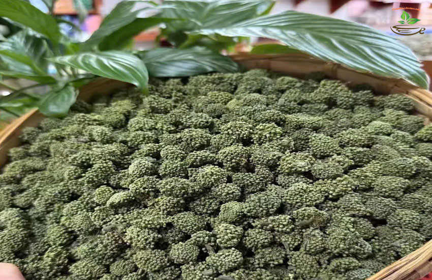 địa chỉ bán nụ tam thất