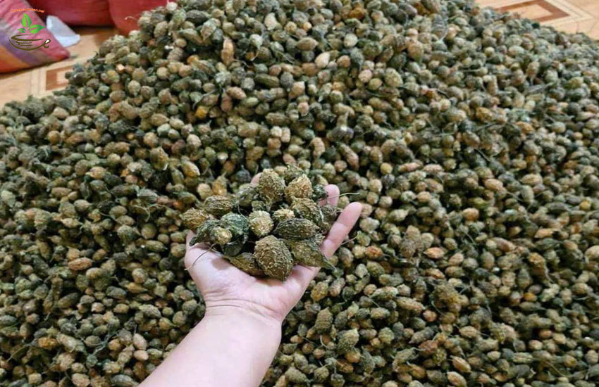 địa chỉ bán khổ qua rừng