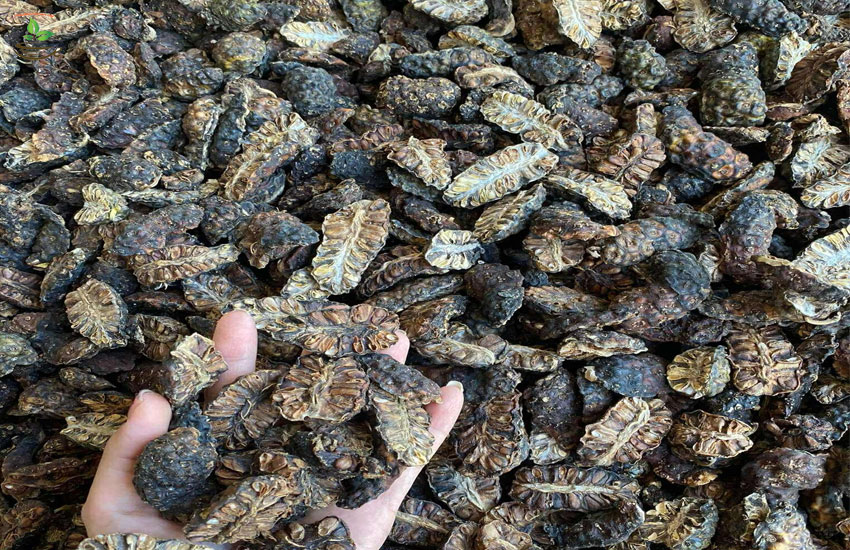 địa chỉ mua trái nhàu