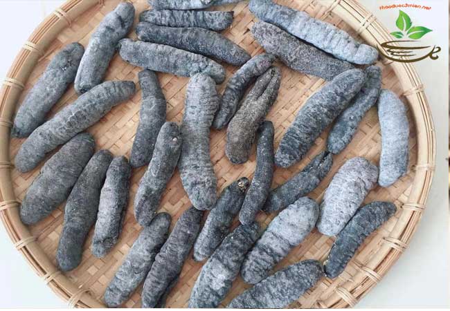 địa chỉ bán hải sâm