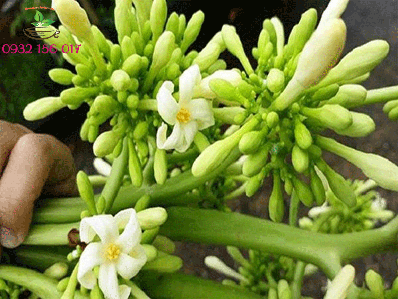 11 cây thuốc na trị ung thư