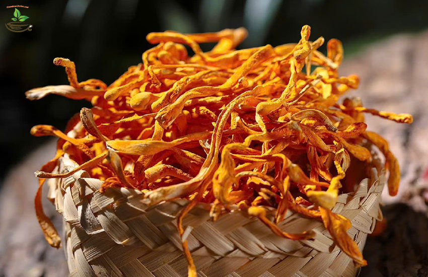 9 công dụng đông trùng hạ thảo