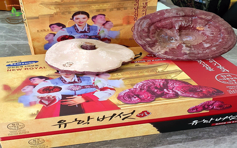 Nấm Linh Chi Hàn Quốc Hộp nấm linh chi đỏ Hàn Quốc
