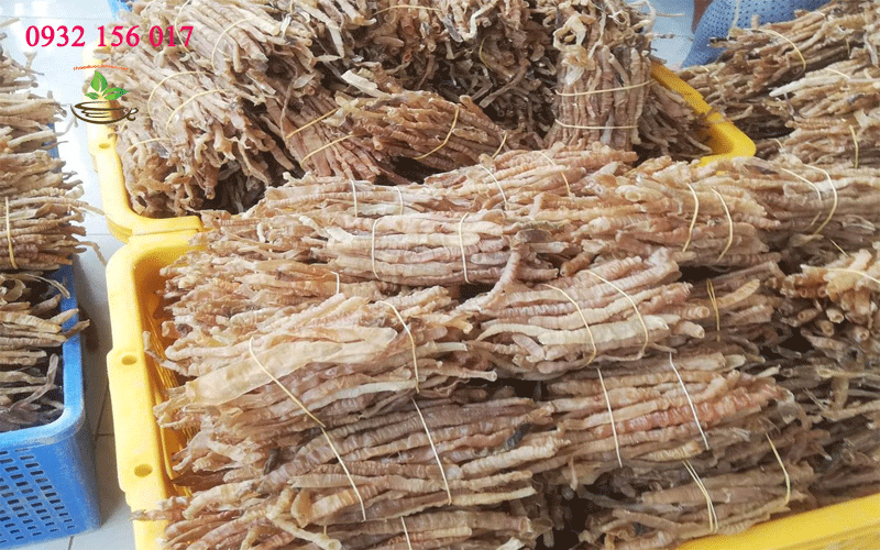 tác dụng của sá sùng biển