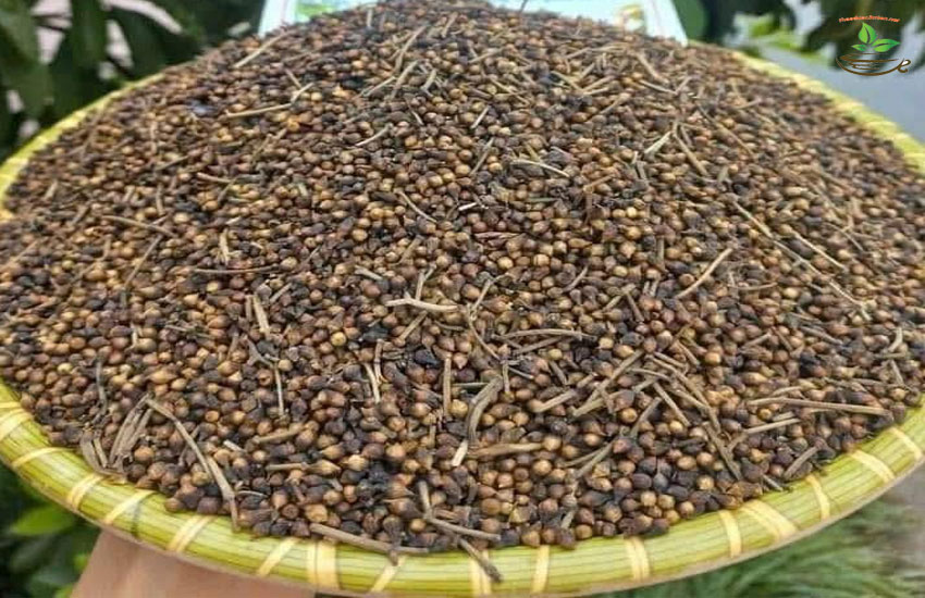 bán trà nụ vối nam định