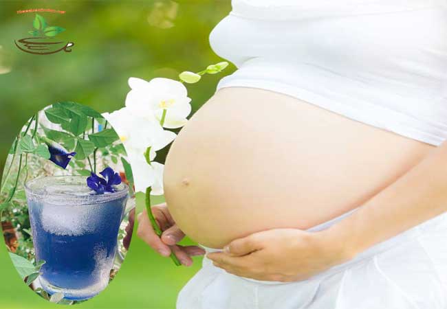 Bà bầu có nên dùng hoa đậu biếc