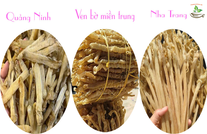 các loại sá sùng