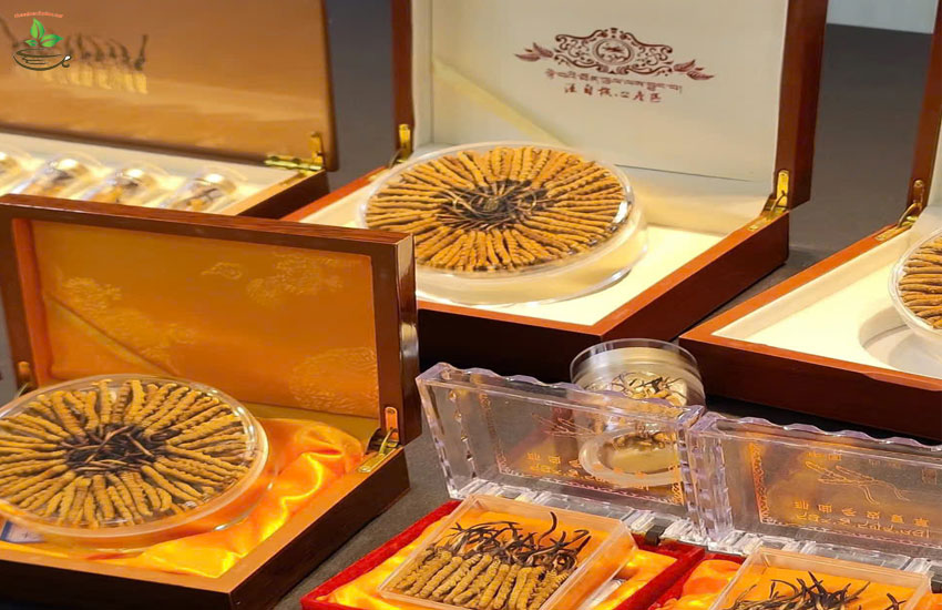 các tác dụng của con đong trùng hạ thảo