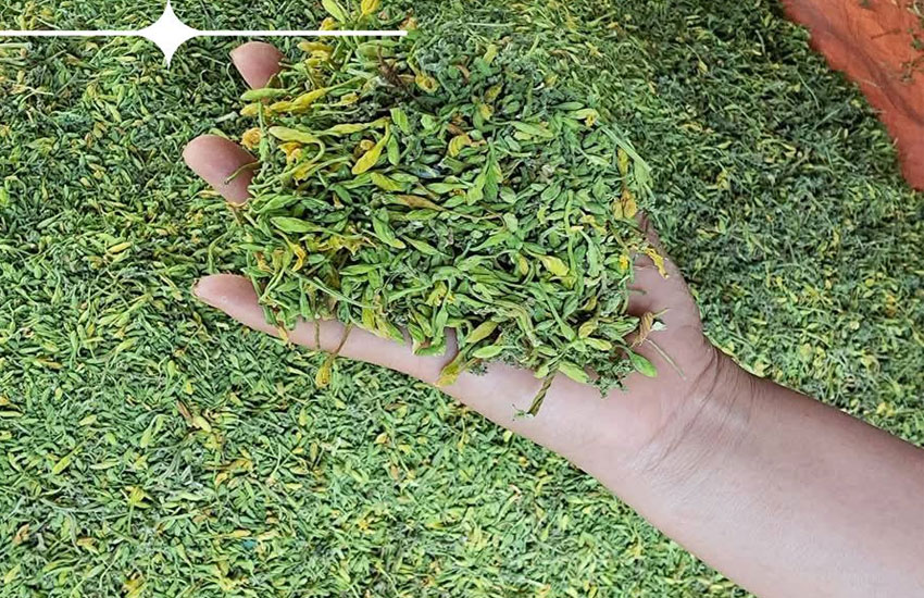 chế biến hoa đu đủ đực