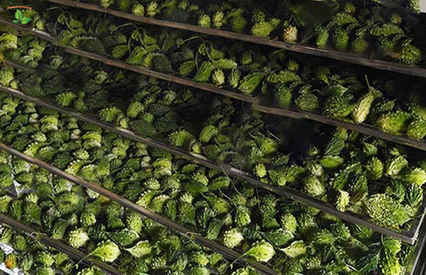 cách sấy khổ qua rừng