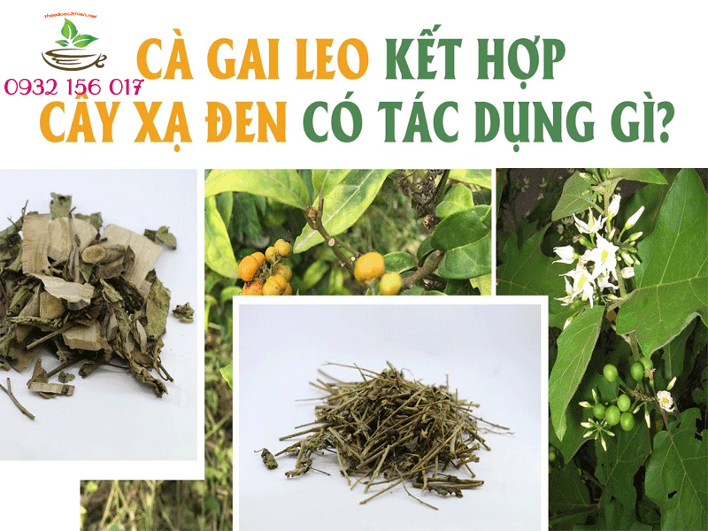 cách sử dụng cà gai giảo cổ lam và xạ đen