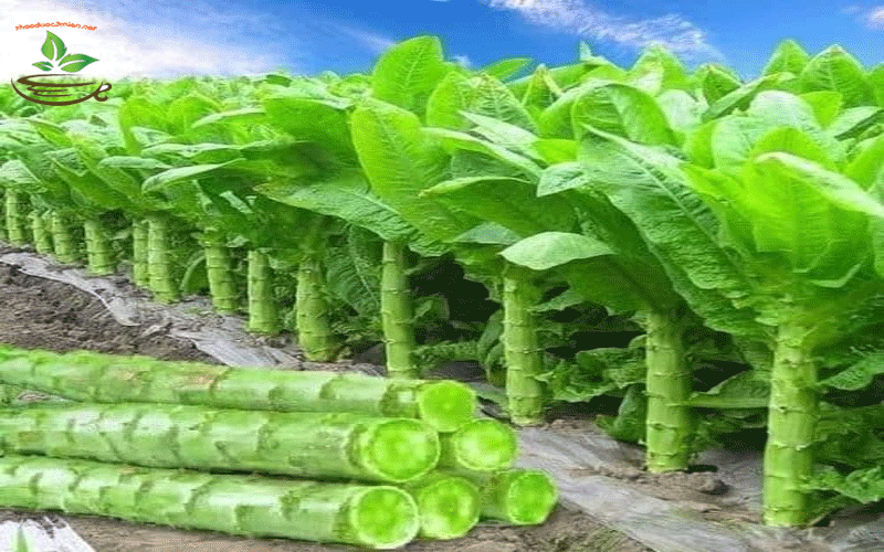 Rau tiến vua cây rau tiến vua
