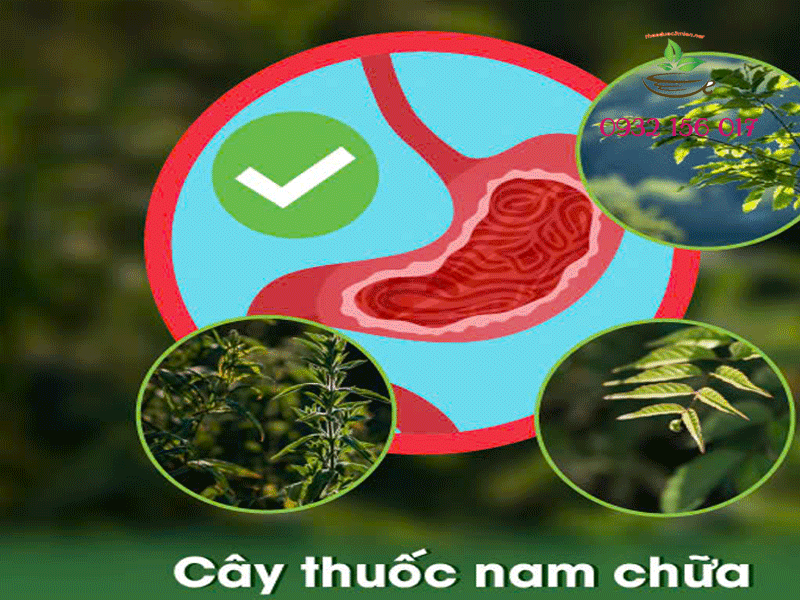 Cây thuốc nam trị đau dạ dầy