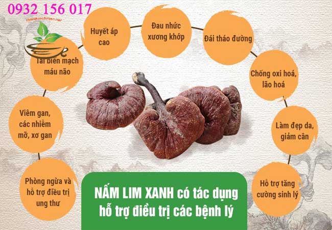 công dụng của nấm lim xanh rừng