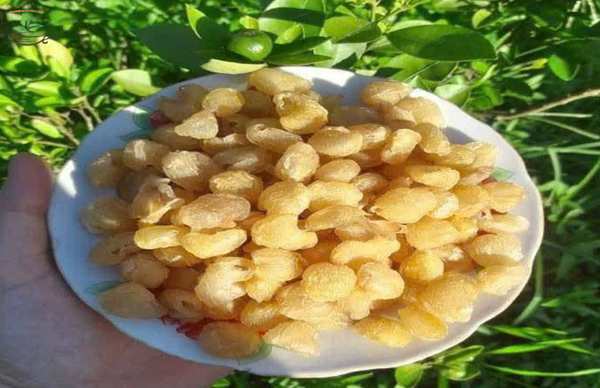 công dụng chính của long nhãn