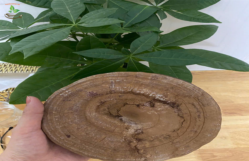 công dụng của nấm linh chi hàn quốc