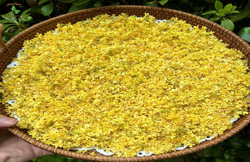 công dụng hoa mộ quế