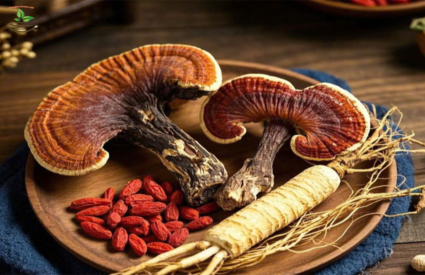 công dụng nấm lim xanh rừng