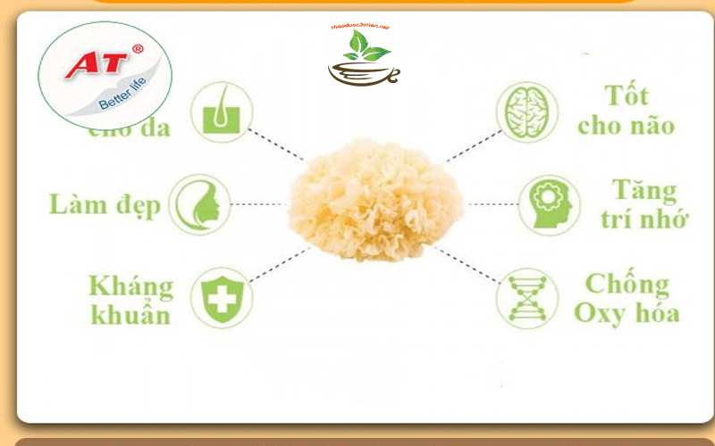 công dụng của nấm tuyết