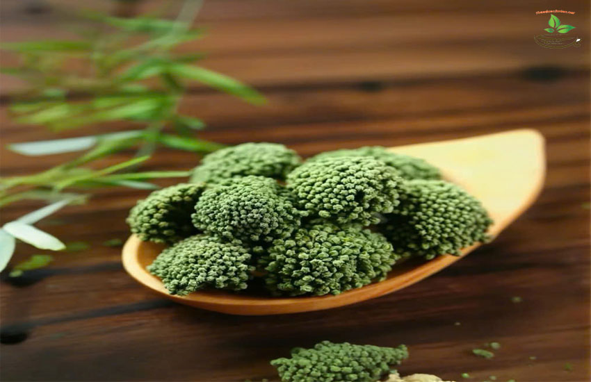 công dụng của nụ tam thất