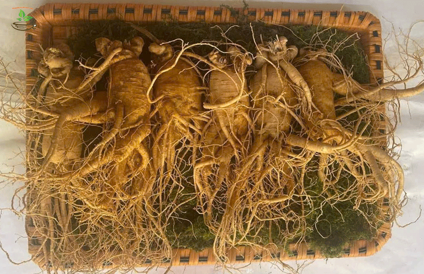 củ sâm hàn