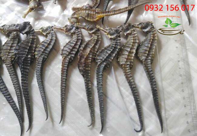 Cá ngựa trị suy thận