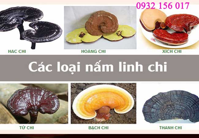 các loại nấm linh chi