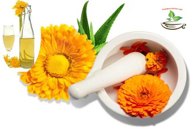 cách ngâm rượu hoa cúc