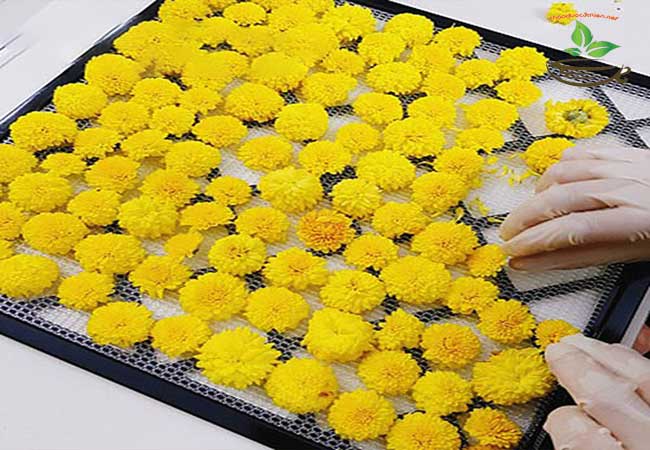 Cách phơi sấy hoa cúc làm trà