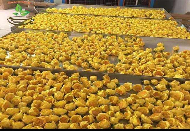 Cách phơi sấy trà hoa vàng