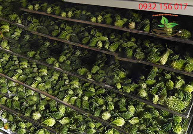 Cách sấy khô khổ qua rừng mướp đắng rừng