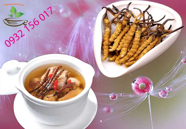 cách sử dụng con đông trùng hạ thảo tây tạng
