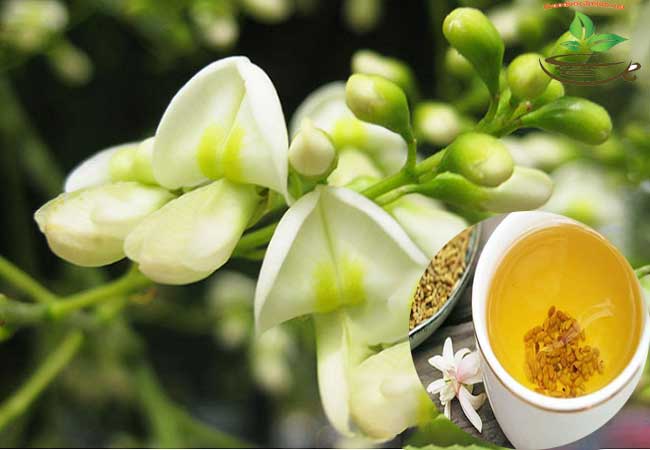 Trà hoa hòe Cach sử dụng trà hoa hòe