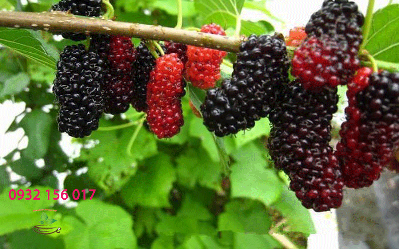 Dâu tằm khô cây dâu tằm