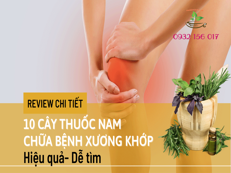 cây thuốc nam trị xương khớp