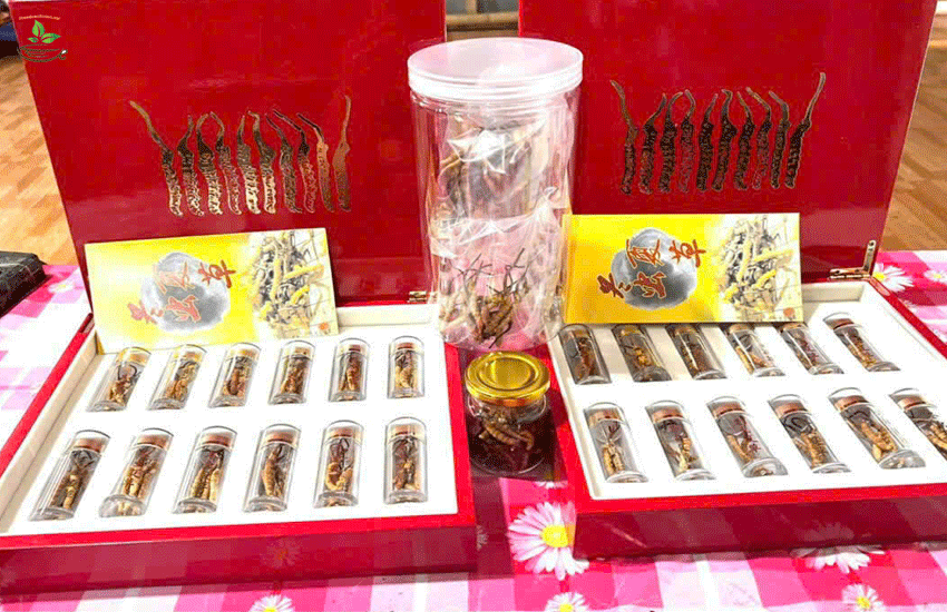 con đông trùng hạ thảo