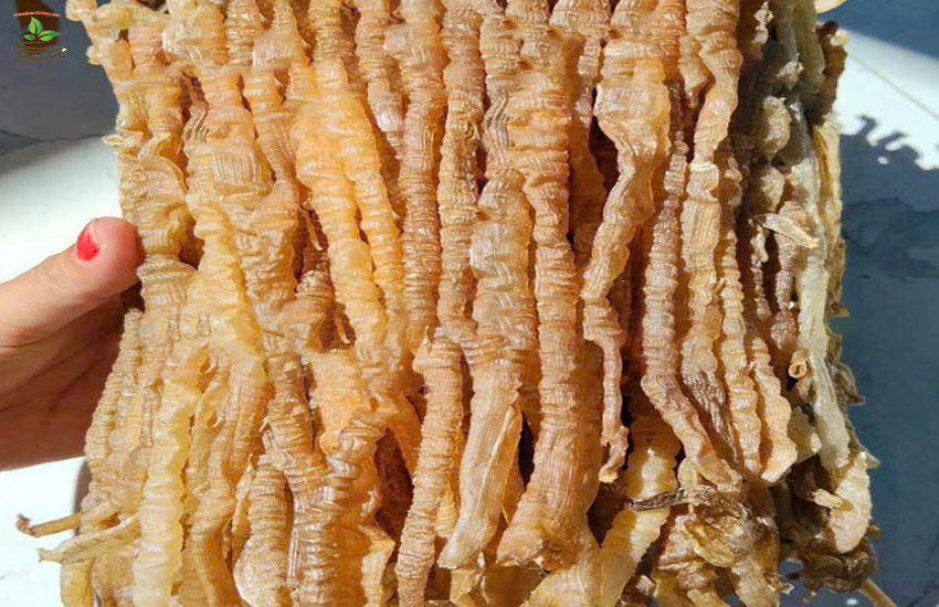 con sá sùng biển