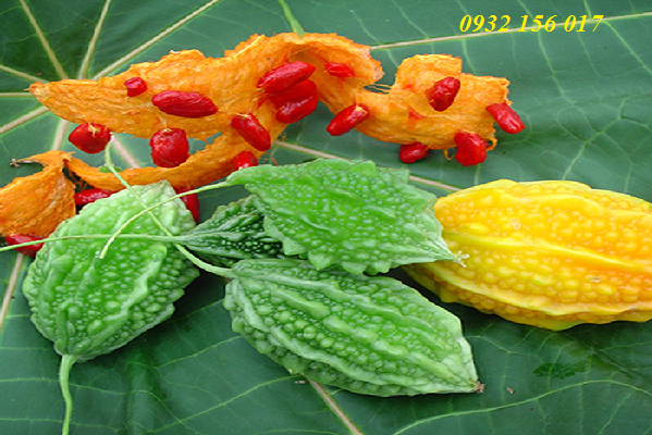 Công dụng của khổ qua rừng mướp đắng rừng