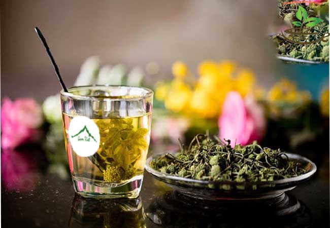 công dụng của trà nụ hoa tam thất
