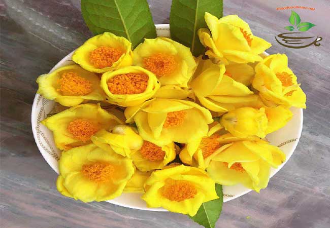 Địa chỉ bán trà hoa vàng