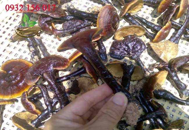 địa chỉ mua nấm lim rừng