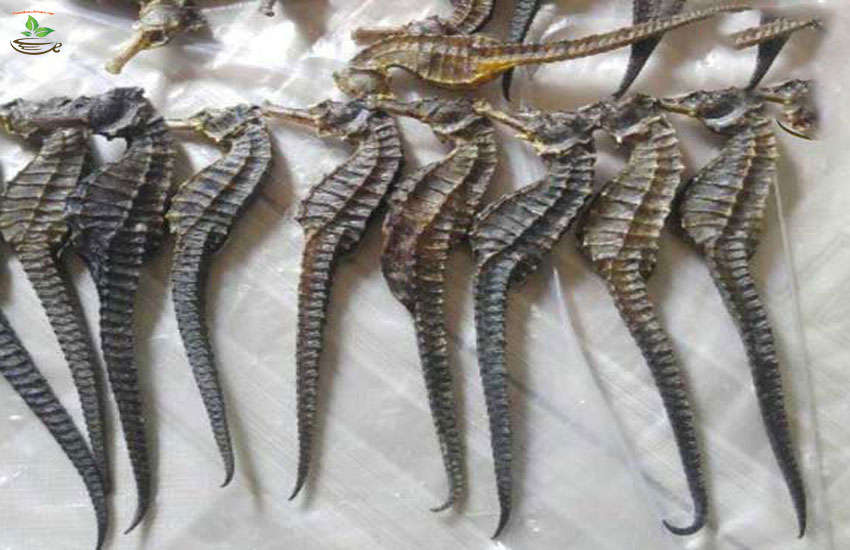 giá cá ngựa khô