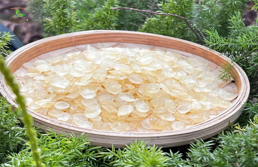 giá hạt bồ mễ