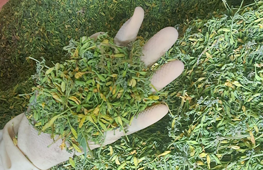 giá hoa đu đủ sấy