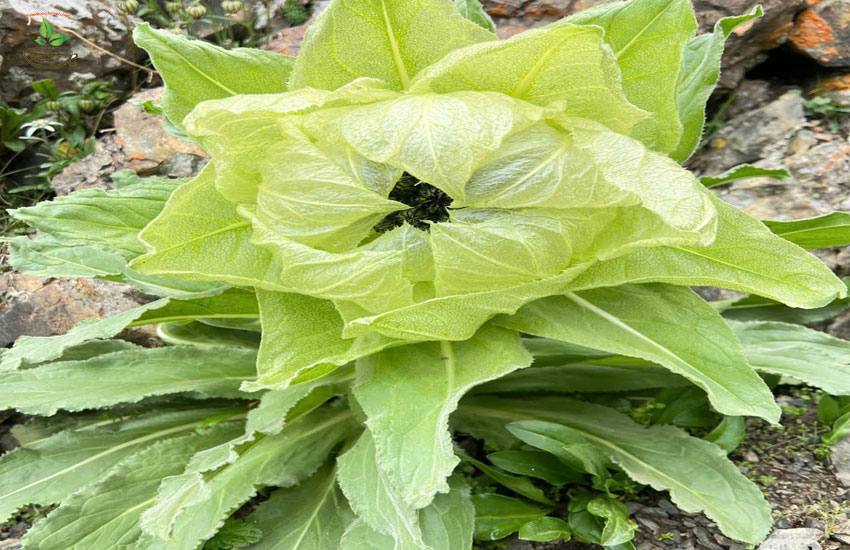 giá hoa thiên sơn tuyết liên