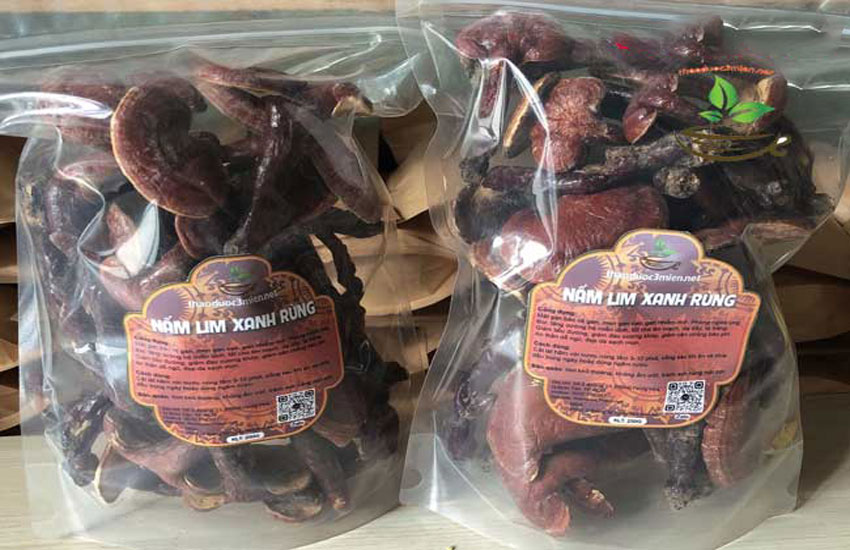 giá nấm lim rừng