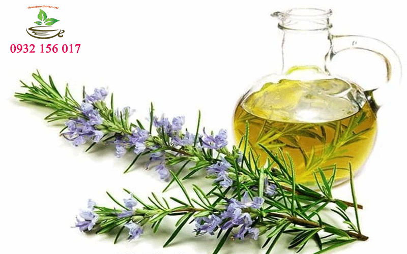 Trà hương thảo cây hương thảo